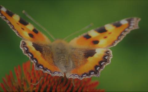 vlinder_1